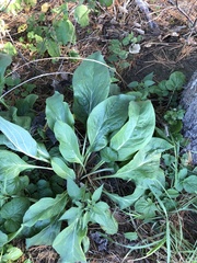Magnoliopsida