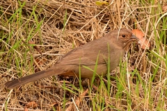 Melozone crissalis