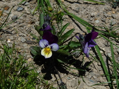 Viola × williamsii