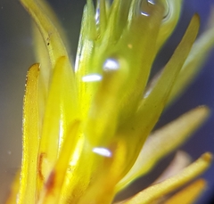 Trichostomum crispulum