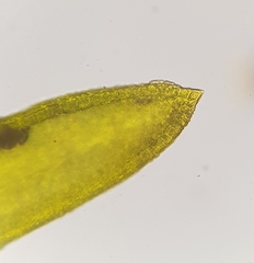 Trichostomum crispulum