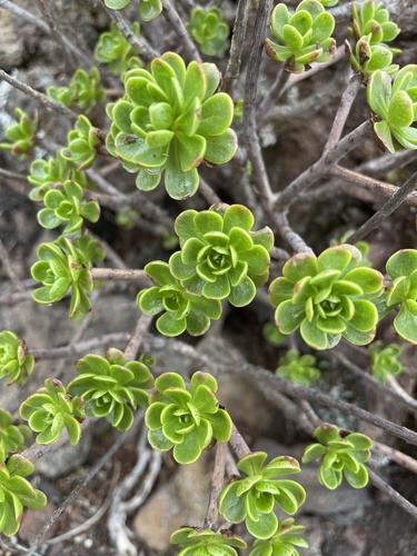 Aeonium spathulatum image