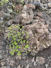 Aeonium spathulatum image