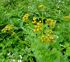Senecio raphanifolius