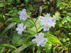 Iris japonica