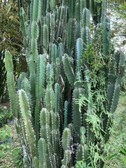 Isolatocereus dumortieri