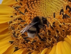 Bombus