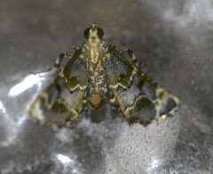 Arescoptera haplocala