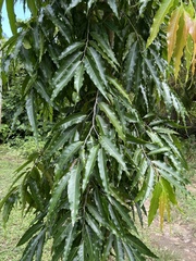 Polyalthia
