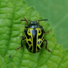 Calligrapha matronalis