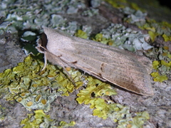 Lygephila craccae