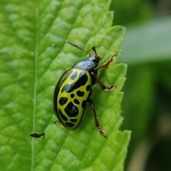 Calligrapha matronalis