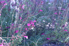 Apis mellifera