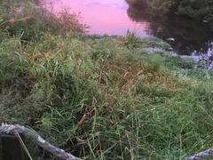 Persicaria subsessilis