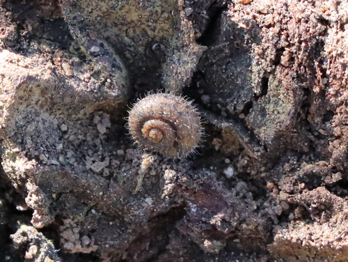 Ponentina revelata