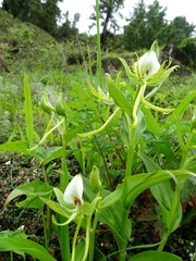 Habenaria intermedia