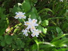 Iris japonica