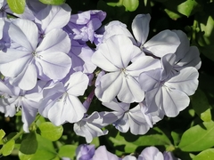 Plumbago auriculata