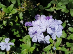 Plumbago auriculata