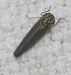 Ishidaella tumida