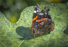 Vanessa atalanta
