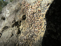 Psora pseudorussellii