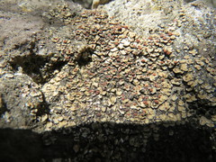 Psora pseudorussellii