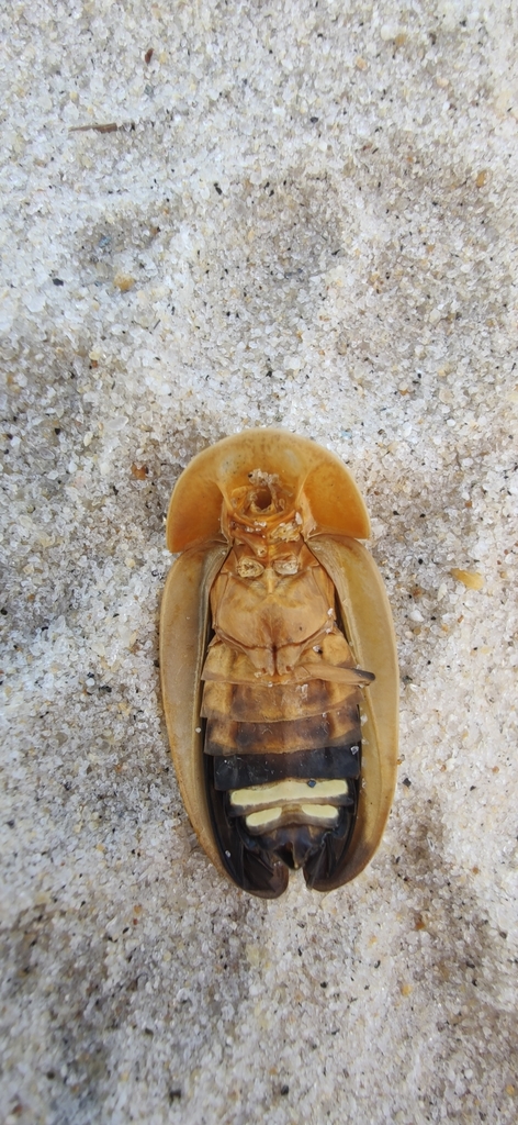 Cratomorphus