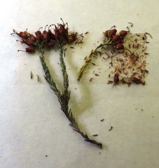 Erica ustulescens