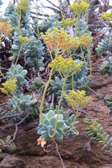 Sedum treleasei
