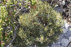 Grubbia tomentosa