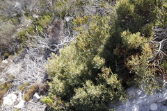 Grubbia tomentosa
