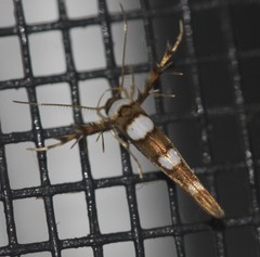 Stathmopoda triselena