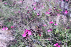 Apis mellifera