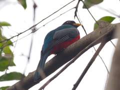 Trogon mesurus