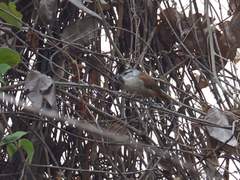 Cantorchilus superciliaris