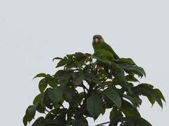 Brotogeris pyrrhoptera