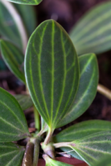 Peperomia tetragona