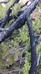 Hormiscium ericae