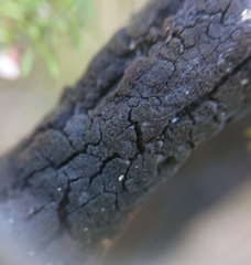 Hormiscium ericae