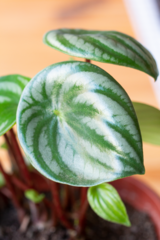 Peperomia argyreia