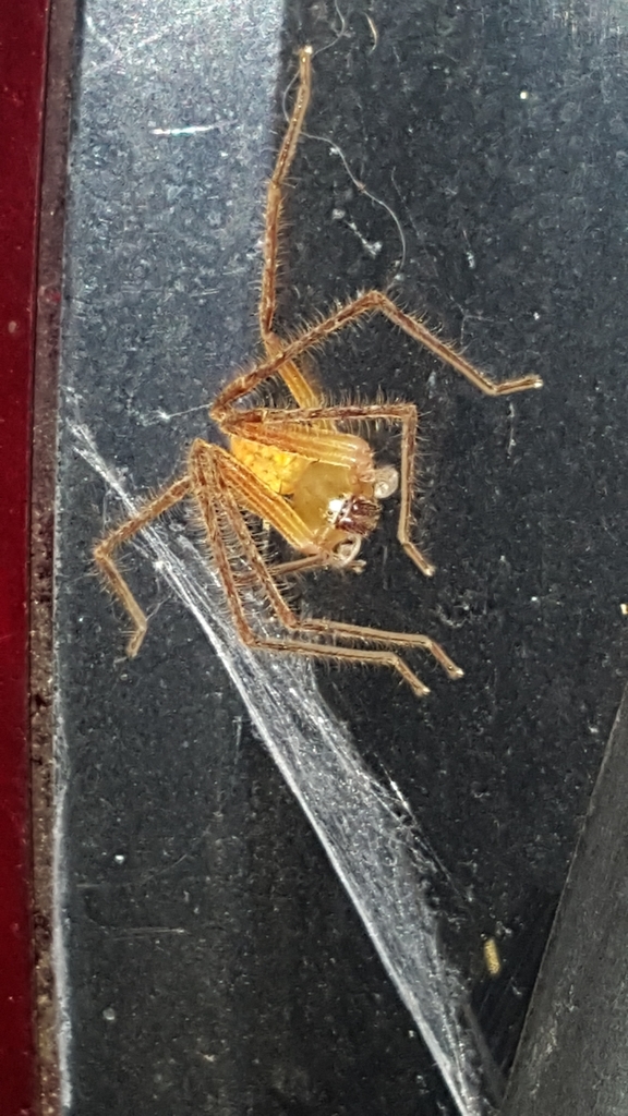 Nolavia antiguensis