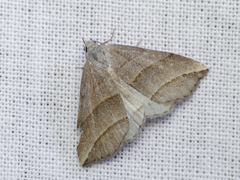 Colobochyla salicalis