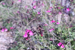 Apis mellifera