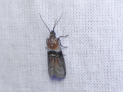 Sciota fumella