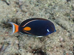 Acanthurus achilles
