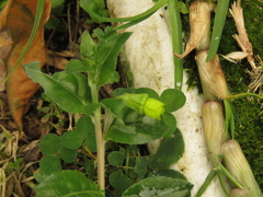 Oenothera multicaulis
