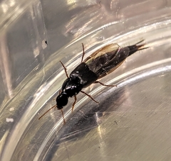 Raphirus
