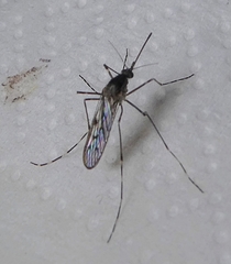 Insecta