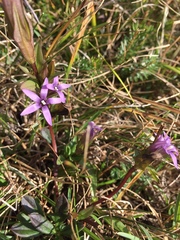 Gentianella anisodonta